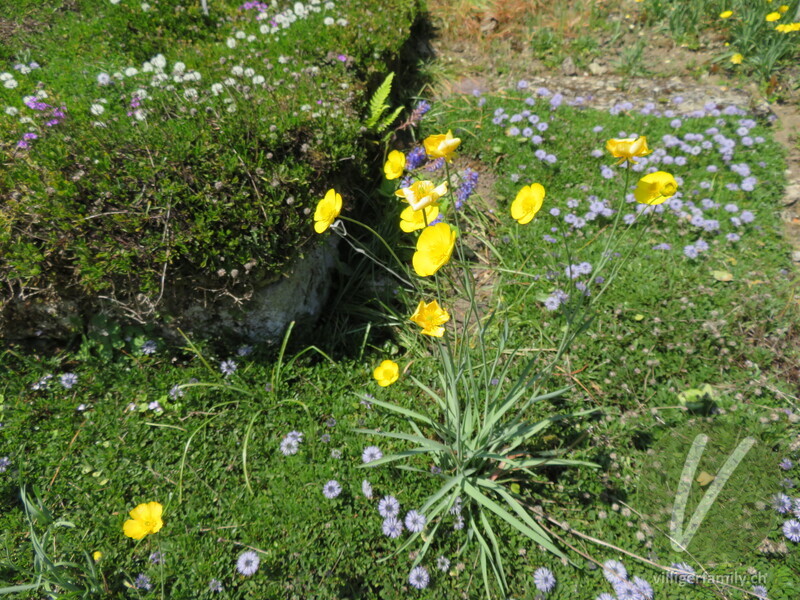 Grasblättriger Hahnenfuss: Übersicht